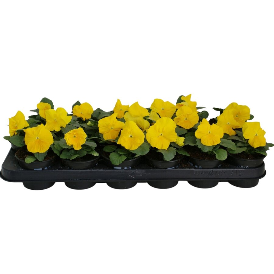 Viola (Wittrockiana Grp) Delta F1 Pure Primrose | grootbloemige viool | 12 cm hoog | 9 cm pot | geel