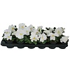 Viola Delta F1 Pure White | grootbloemige viool | ca. 10 tot 15 cm | 9 cm pot