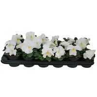 Viola (Wittrockiana Grp) Delta F1 Pure White | grootbloemige witte viool | ca. 10 tot 15 cm hoog | in 9 cm pot