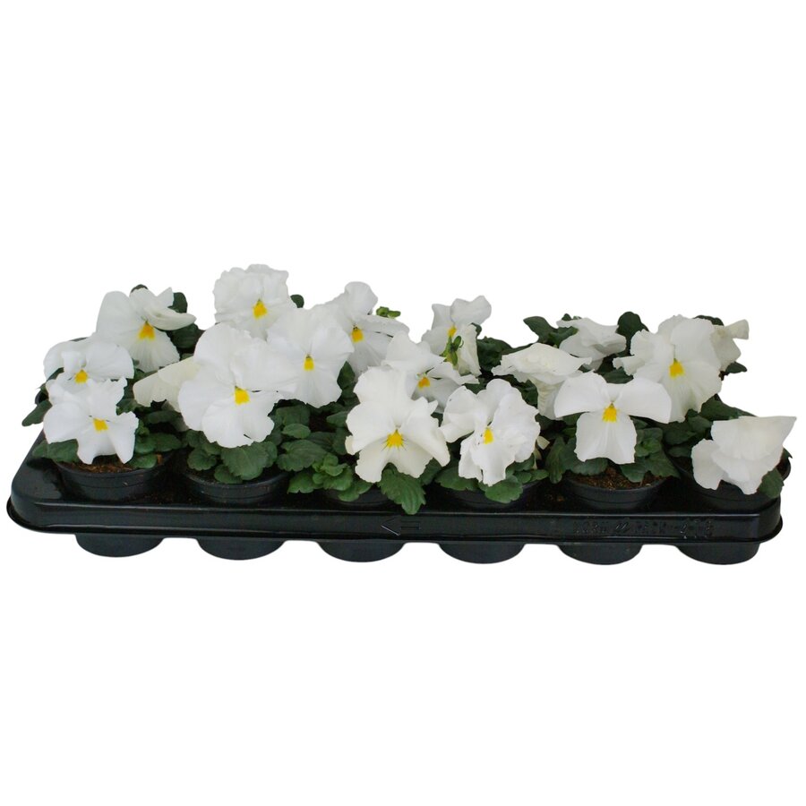 Viola (Wittrockiana Grp) Delta F1 Pure White | grootbloemige witte viool | ca. 10 tot 15 cm hoog | in 9 cm pot