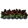 Viola Delta F1 Red with Blotch | grootbloemige viool | 12 cm | 9 cm pot