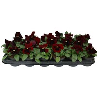 Viola (Wittrockiana Grp) Delta F1 Red with Blotch | grootbloemige viool rood met donkere vlek | 12 cm hoog | 9 cm pot