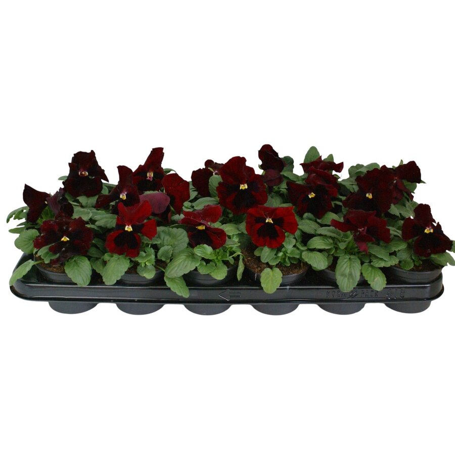 Viola (Wittrockiana Grp) Delta F1 Red with Blotch | grootbloemige viool rood met donkere vlek | 12 cm hoog | 9 cm pot