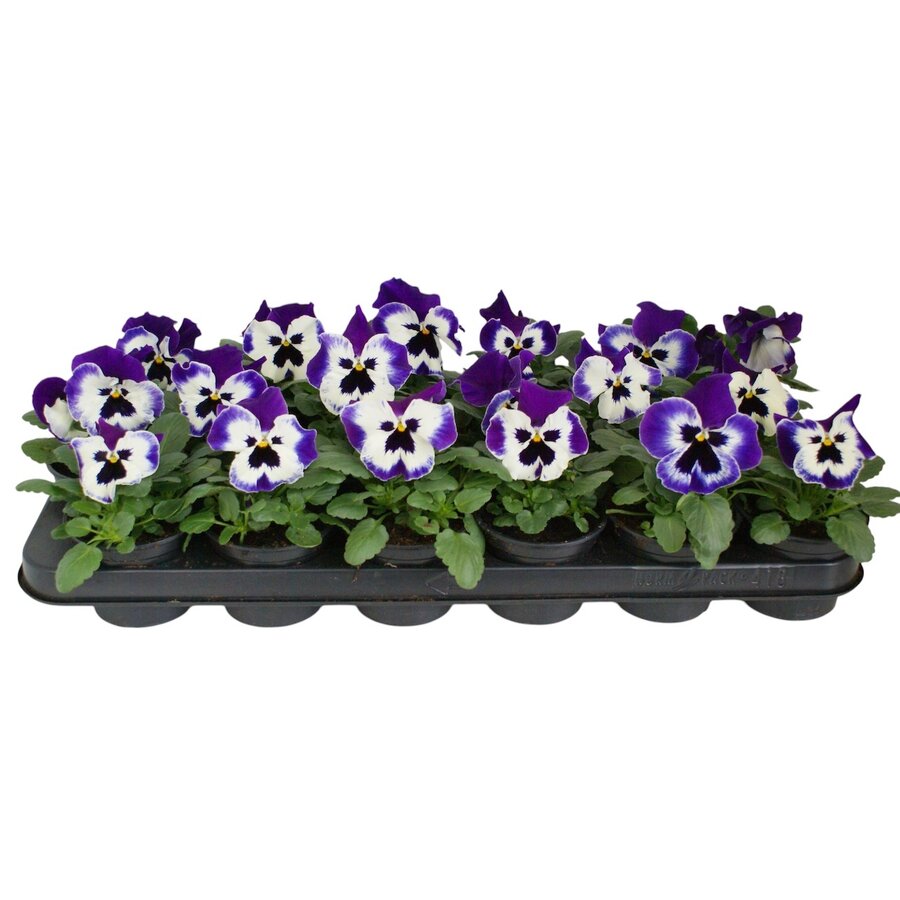 Viola wittrockiana Delta F1 Violet with Face | grootbloemige viool | ca. 10 cm hoog | 9 cm pot