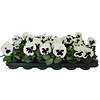 Grootbloemige viool Delta F1 White with Blotch | 12 cm hoog | 9 cm pot