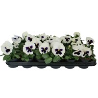 Viola (Wittrockiana Grp) Delta F1 White with Blotch | Grootbloemige viool | 12 cm hoog | 9 cm pot