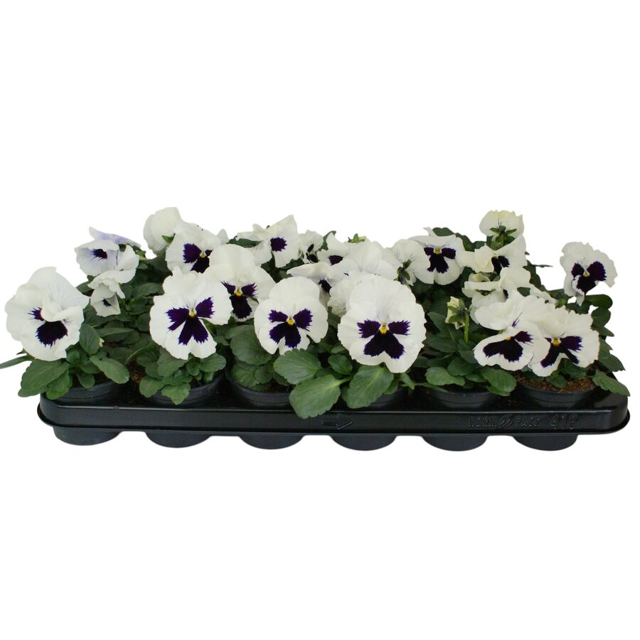Viola (Wittrockiana Grp) Delta F1 White with Blotch | Grootbloemige viool | 12 cm hoog | 9 cm pot