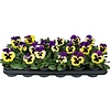 Grootbloemige viool Delta F1 Yellow with Purple Wing | 12 cm hoog | 9 cm pot