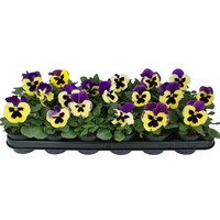 Viola (Wittrockiana Grp) Delta F1 Yellow with Purple Wing | grootbloemige viool | 12 cm hoog | in 9 cm pot