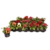 Grootbloemige viool Delta F1 Yellow with Red Wing | 9 cm pot | ca. 12 cm hoog