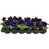 Grootbloemige viool Matrix Azure | 9 cm pot | ca. 10 cm hoog