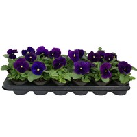 Viola (Wittrockiana Grp) 'Matrix Azure' | grootbloemige viool | 9 cm pot | ca. 10 cm hoog | blauw bloeiende perkplant