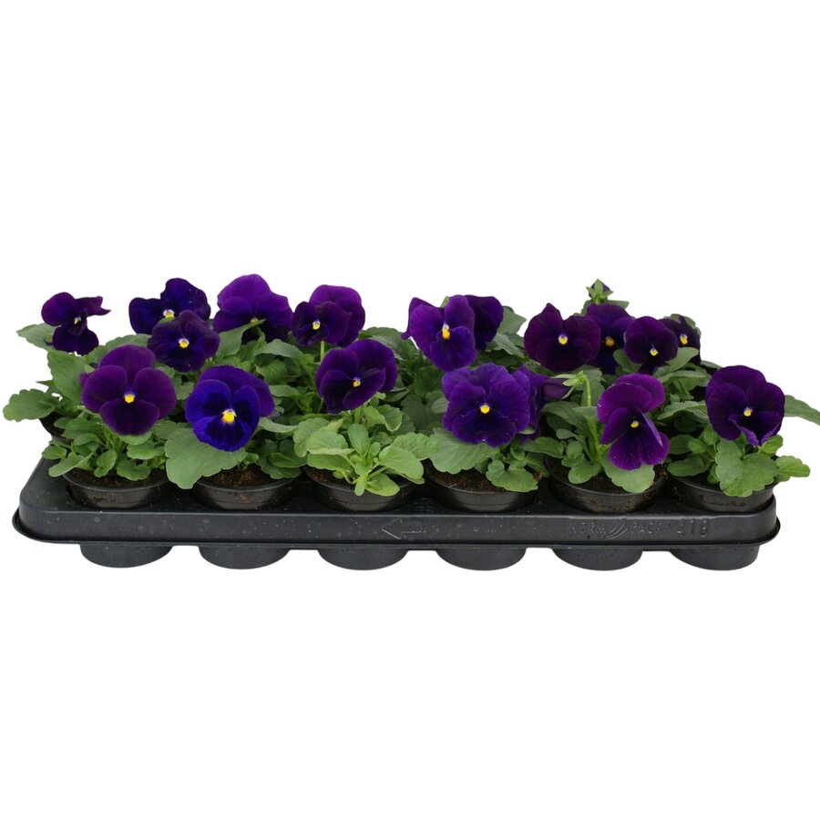 Viola (Wittrockiana Grp) 'Matrix Azure' | grootbloemige viool | 9 cm pot | ca. 10 cm hoog | blauw bloeiende perkplant