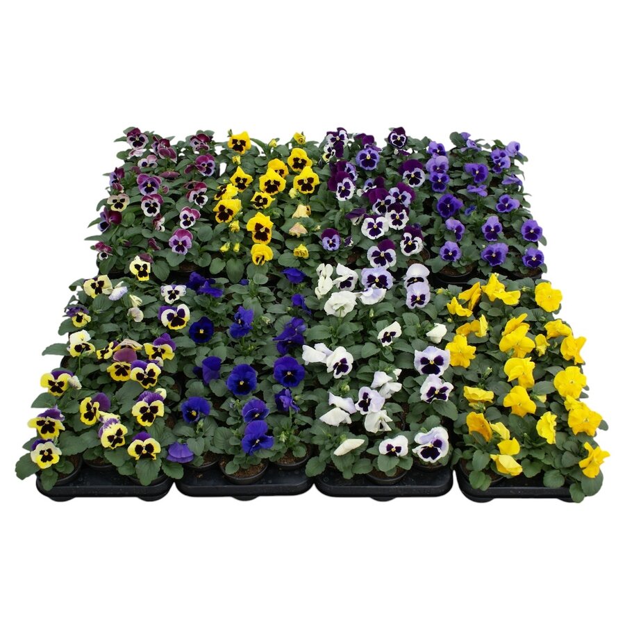 Grootbloemige viool mix Viola F1 hybride | gemengde kleuren | 9 cm pot | ca. 10 cm hoog | verkoop per stuk