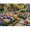 Grootbloemige viool mix | Viola F1 hybride | 9 cm pot | ca. 10 cm | per stuk