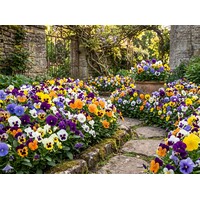 Grootbloemige viool mix Viola F1 hybride | gemengde kleuren | 9 cm pot | ca. 10 cm hoog | verkoop per stuk
