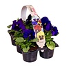 Viola Delta F1 Deep Blue with Blotch | tray 6 stuks | 12 cm | 9 cm pot