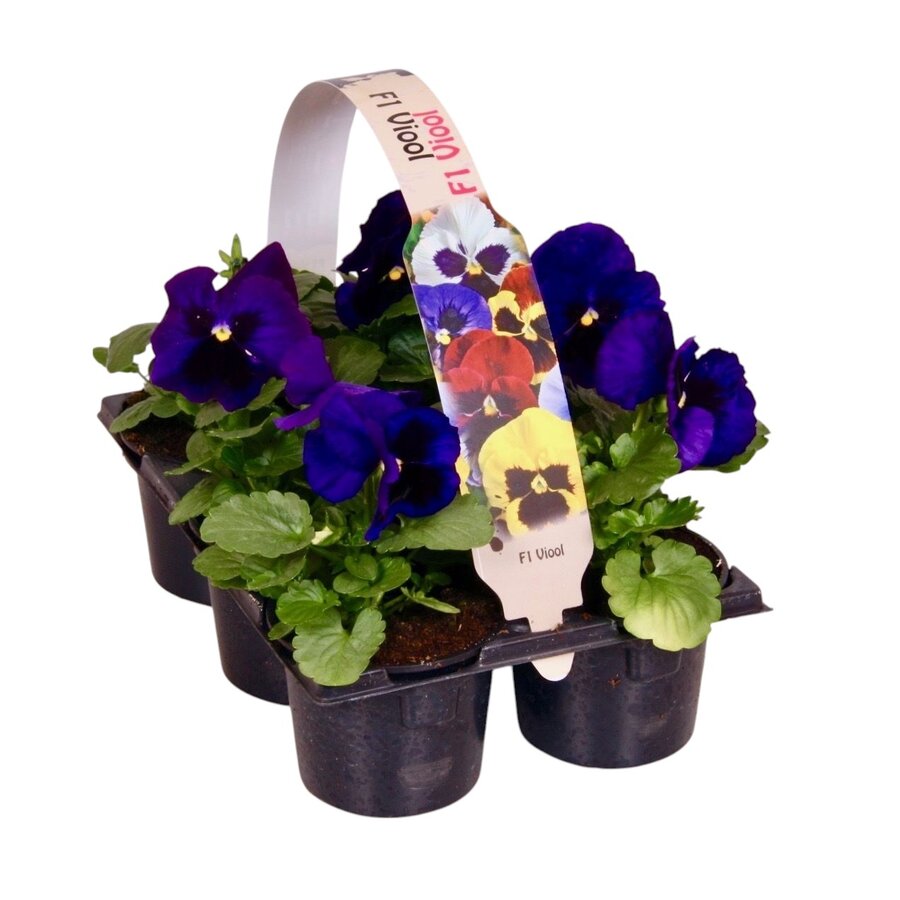 Viola (Wittrockiana Grp) Delta F1 Deep Blue with Blotch | grootbloemige violen | tray 6 x 9 cm pot | ca. 12 cm hoog
