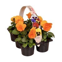 Viola (Wittrockiana Grp) Delta F1 Pure Deep Orange | tray met 6 grootbloemige tuinviooltjes | 9 cm pot | ca. 12 cm hoog