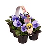Viola Delta F1 Pure Light Blue | tray 6 stuks | 12 cm hoog | 9 cm pot