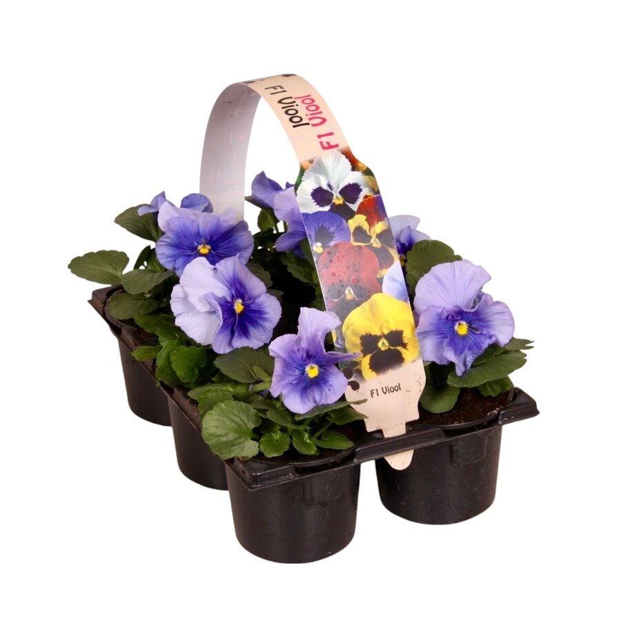 Viola Delta F1 Pure Light Blue | grootbloemige lichtblauwe violen | tray met 6 planten | 12 cm hoog | in 9 cm pot
