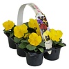 Tray grootbloemige violen Delta F1 Pure Primrose | 6 x 9 cm pot | ca. 10 tot 15 cm hoog