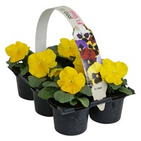 Viola (Wittrockiana Grp) Delta F1 Pure Primrose | grootbloemige viool | tray met 6 planten in 9 cm pot | ca. 10 tot 15 cm hoog