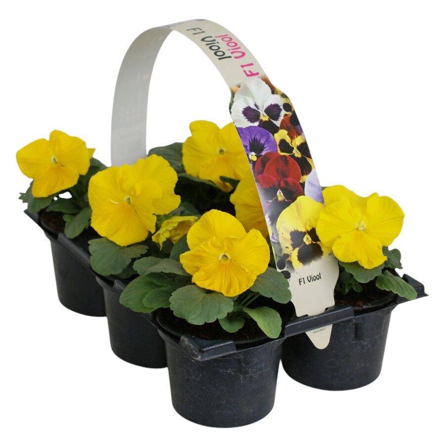Viola (Wittrockiana Grp) Delta F1 Pure Primrose | grootbloemige viool | tray met 6 planten in 9 cm pot | ca. 10 tot 15 cm hoog
