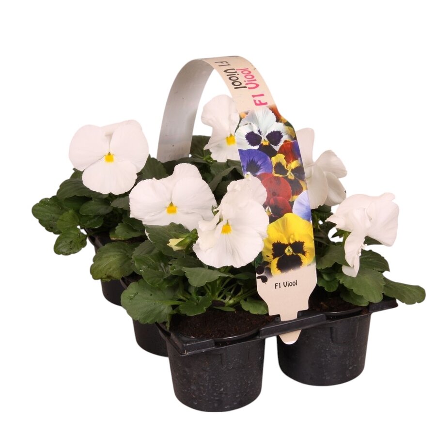 Viola Delta F1 Pure White | grootbloemige witte violen | tray 6 planten | 9 cm pot | ca. 10 cm hoog