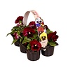 Viola Delta F1 Red with Blotch | tray 6 planten | 12 cm hoog | 9 cm pot