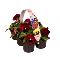 Viola Wittrockiana Delta F1 Red with Blotch | grootbloemige rode viool met donkere vlek | tray 6 planten | 9 cm pot | ca. 12 cm hoog