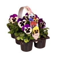 Viola x wittrockiana Delta F1 Violet with Face | grootbloemige viool | tray met 6 planten | 9 cm pot | ca. 10 cm hoog