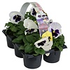 Viola Delta F1 White with Blotch | grootbloemige viool | tray 6 stuks | 12 cm hoog | 9 cm pot