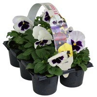 Viola (Wittrockiana Grp) Delta F1 White with Blotch | grootbloemige witte viool met vlek | Tray 6 planten | 12 cm hoog | 9 cm pot