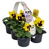 Grootbloemige viool Delta F1 Yellow with Blotch | tray 6 x 9 cm pot | ca. 10 cm hoog