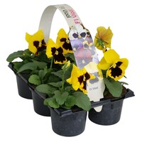 Viola x wittrockiana Delta F1 Yellow with Blotch | grootbloemige gele viool met vlek | tray met 6 planten in 9 cm pot | ca. 10 cm hoog