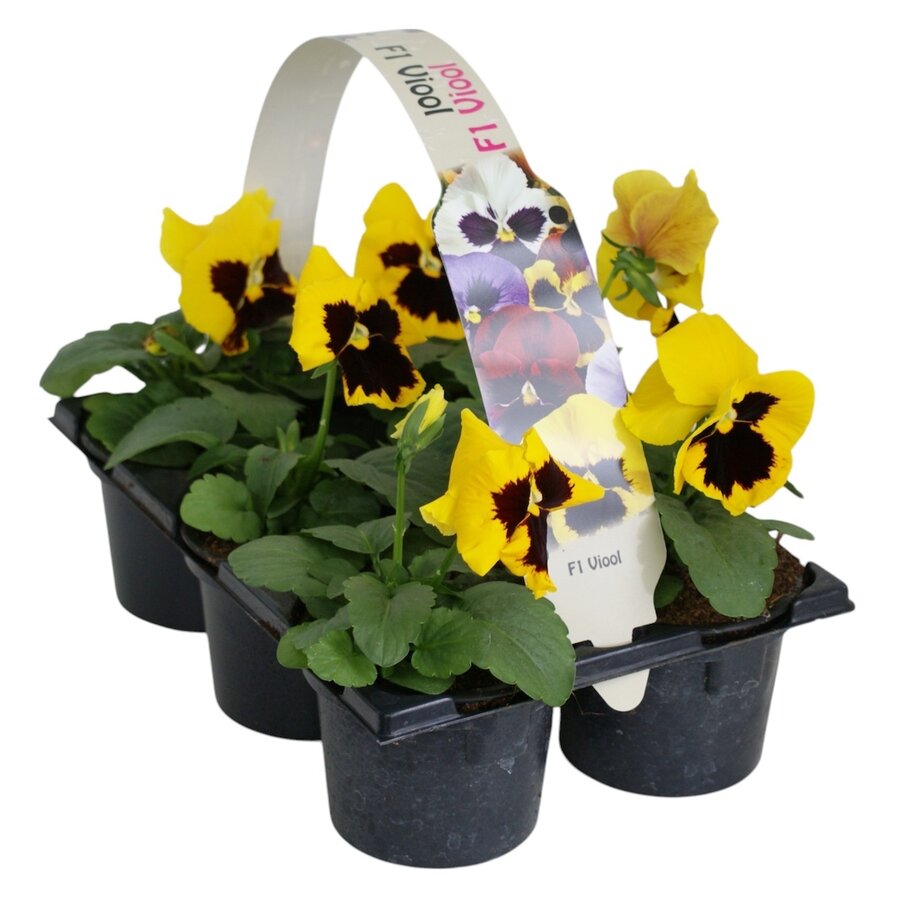 Viola x wittrockiana Delta F1 Yellow with Blotch | grootbloemige gele viool met vlek | tray met 6 planten in 9 cm pot | ca. 10 cm hoog