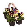 Tray grootbloemige violen Delta F1 Yellow with Purple Wing | 6 x 9 cm pot | ca. 10 tot 15 cm hoog