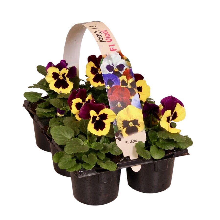 Viola wittrockiana Delta F1 Yellow with Purple Wing | tray met 6 grootbloemige violen | 9 cm pot | ca. 10 tot 15 cm hoog