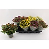 Chrysanthemum Indicum Grp gemengd | 12 cm pot | 27 cm | per stuk