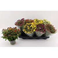 Chrysanthemum (Indicum Grp) gemengd | 12 cm pot | 27 cm hoog bij levering | verkoop per stuk | bij meerdere zo veel mogelijk kleuren