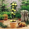Malus Golden Delicious | Appelboom | 35 cm hoog | 9 cm pot