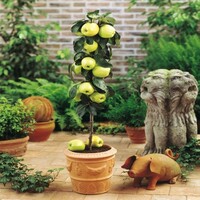 Malus Golden Delicious appelboom | 35 cm hoog | 9 cm pot | compacte fruitboom voor tuin en terras