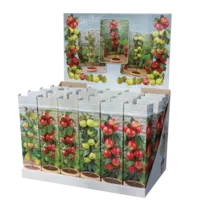 Malus Golden Delicious appelboom | 35 cm hoog | 9 cm pot | compacte fruitboom voor tuin en terras