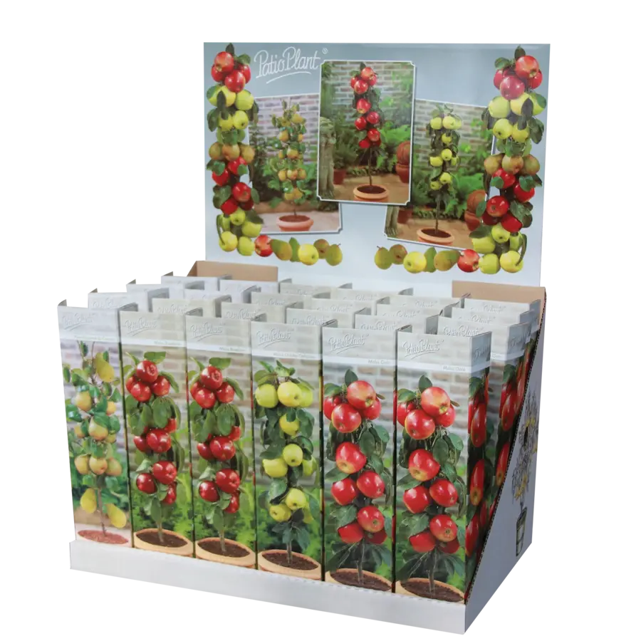 Malus Golden Delicious appelboom | 35 cm hoog | 9 cm pot | compacte fruitboom voor tuin en terras