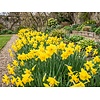 Narcissus February Gold | bloembollen | 7 stuks