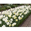 Narcissus Pueblo bloembollen | 7 stuks