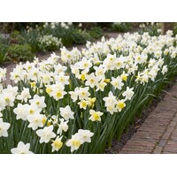 Narcissus jonquilla 'Pueblo' | 7 bloembollen | geurende witgele narcis voor tuin, balkon en terras
