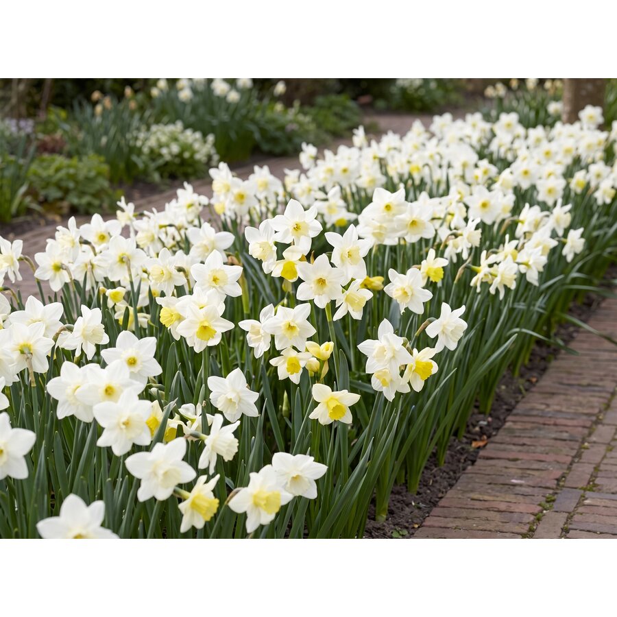 Narcissus jonquilla 'Pueblo' | 7 bloembollen | geurende witgele narcis voor tuin, balkon en terras