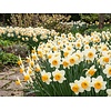 Narcissus Sempre Avanti | bloembollen | 5 stuks